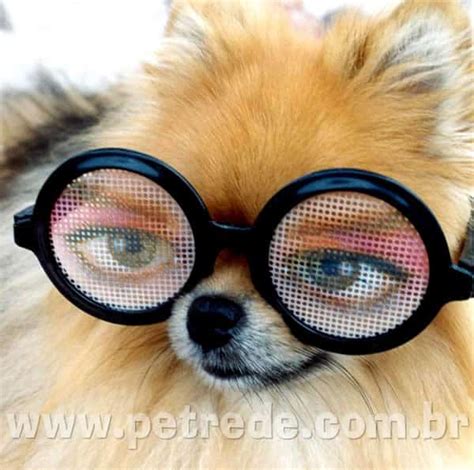 cachorro de oculos-1